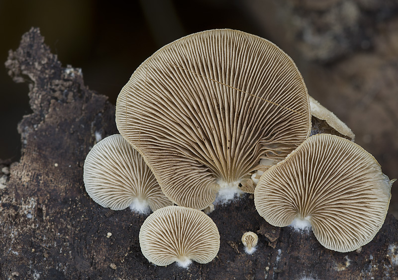 Crepidotus mollis